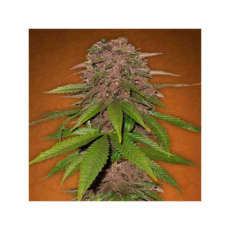 C4-Matic Autofloreciente Feminizada de Fastbuds Seeds