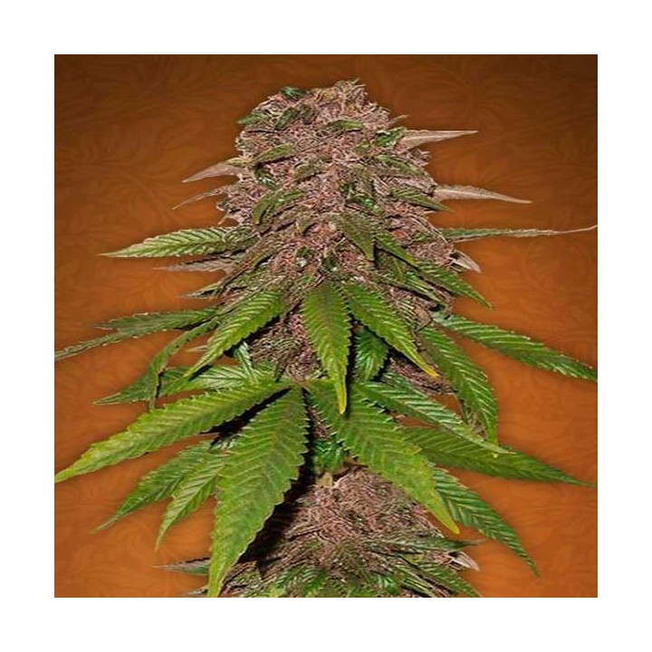 C4-Matic Autofloreciente Feminizada de Fastbuds Seeds