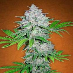 Californian Snow Autofloreciente Feminizada de Fastbuds Seeds