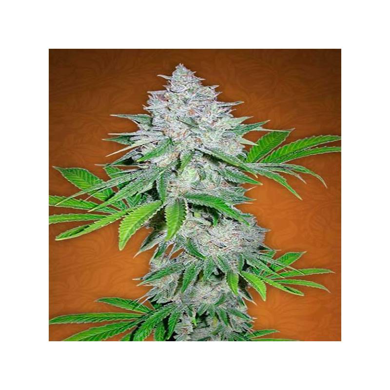 Californian Snow Autofloreciente Feminizada de Fastbuds Seeds