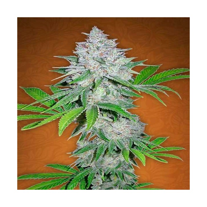 Californian Snow Autofloreciente Feminizada de Fastbuds Seeds
