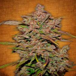 Crystal M.e.t.h. Autofloreciente Feminizada de Fastbuds Seeds