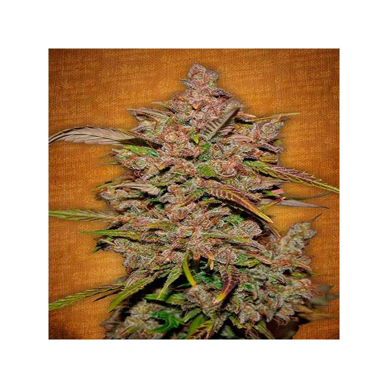 Crystal M.e.t.h. Autofloreciente Feminizada de Fastbuds Seeds