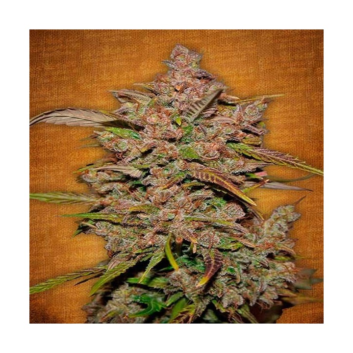 Crystal M.e.t.h. Autofloreciente Feminizada de Fastbuds Seeds
