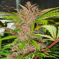 Fastberry Autofloreciente Feminizada de Fastbuds Seeds