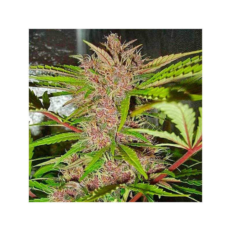 Fastberry Autofloreciente Feminizada de Fastbuds Seeds