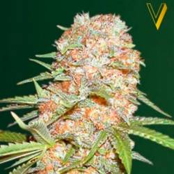 Super Extra Skunk Autofloreciente Feminizada de Victory Seeds