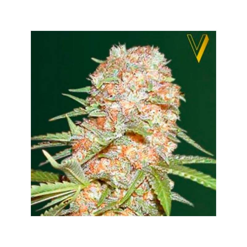 Super Extra Skunk Autofloreciente Feminizada de Victory Seeds