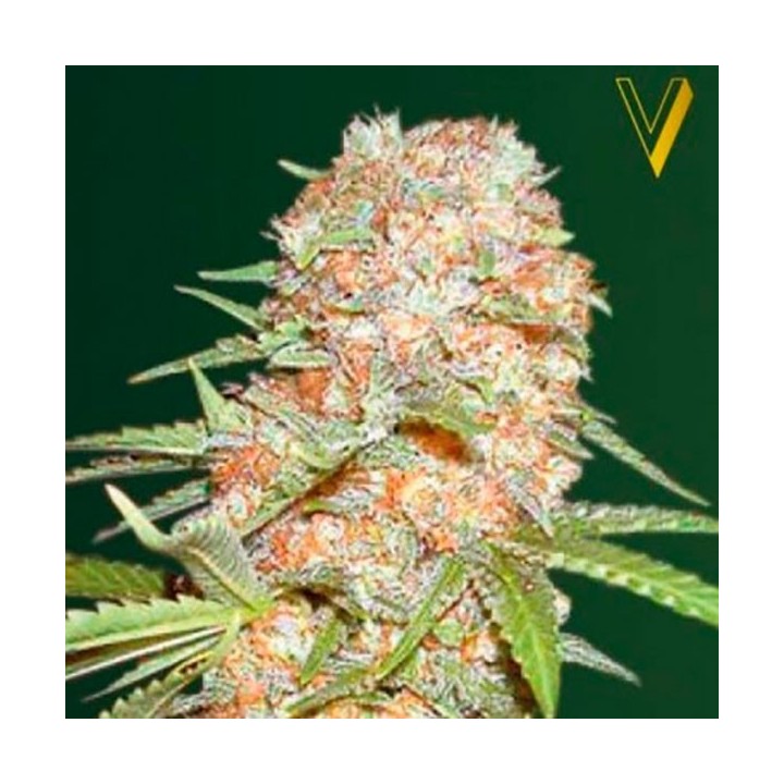 Super Extra Skunk Autofloreciente Feminizada de Victory Seeds