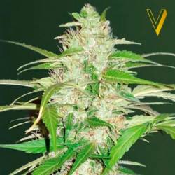 Ultra Power Plant Autofloreciente Feminizada de Victory Seeds