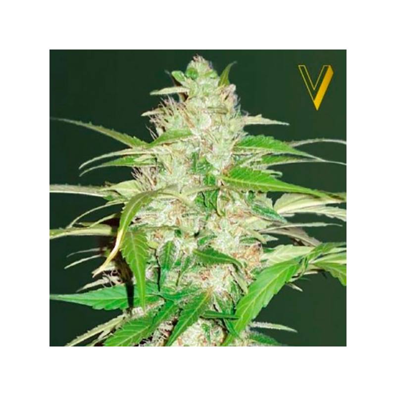 Ultra Power Plant Autofloreciente Feminizada de Victory Seeds