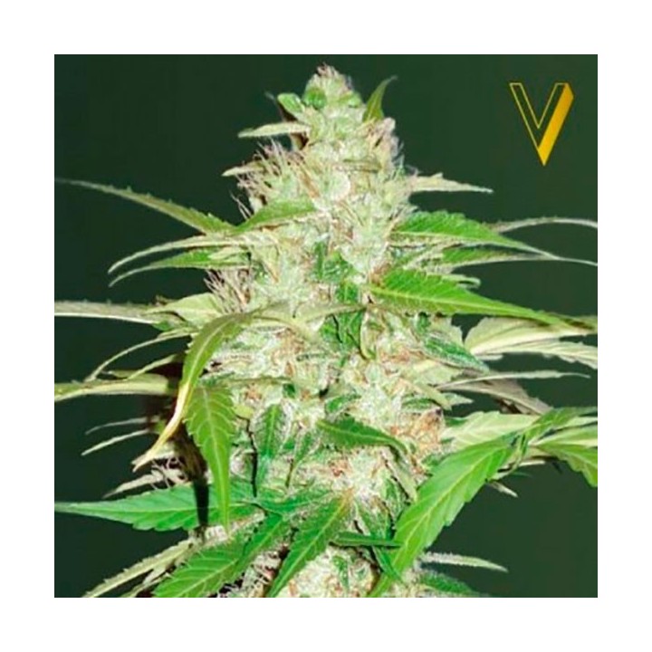 Ultra Power Plant Autofloreciente Feminizada de Victory Seeds