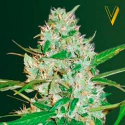 Red Russian XXL Autofloreciente Feminizada de Victory Seeds