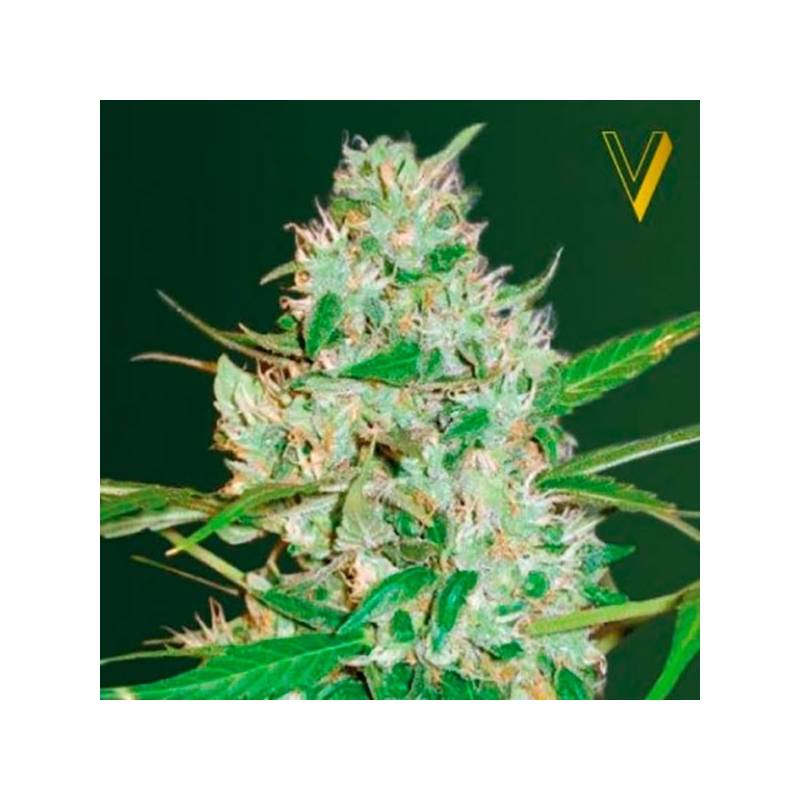 Red Russian XXL Autofloreciente Feminizada de Victory Seeds