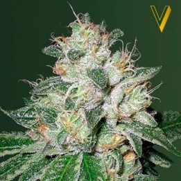 OG Kush Autofloreciente Feminizada de Victory Seeds