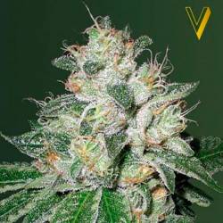 OG Kush Autofloreciente Feminizada de Victory Seeds