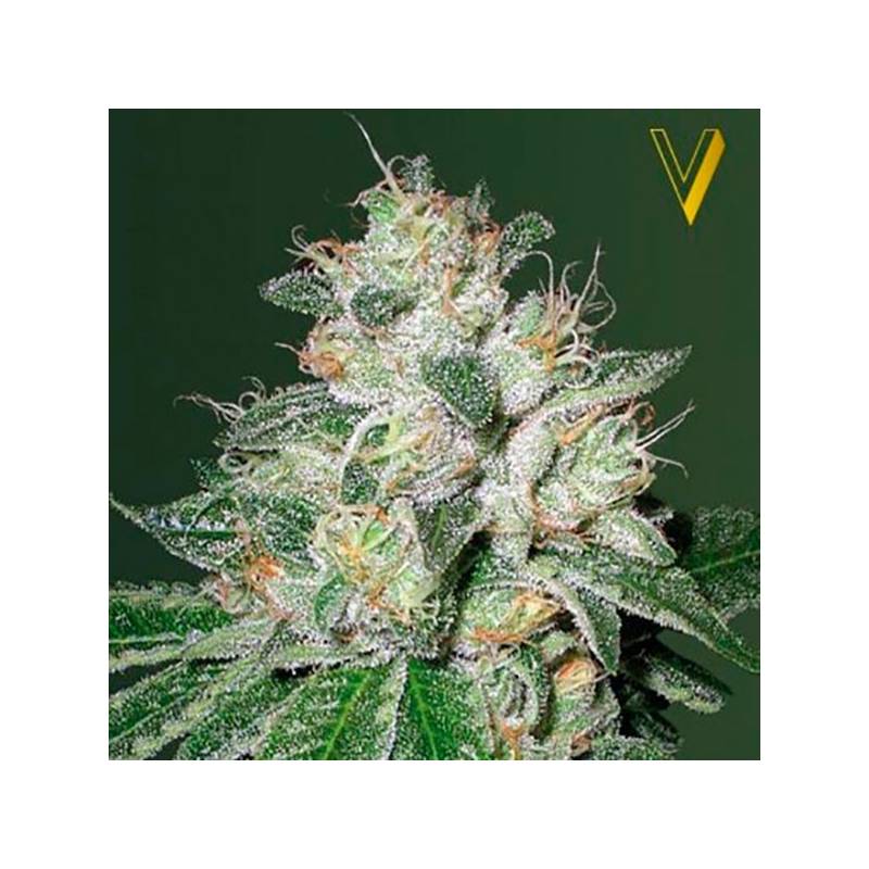 OG Kush Autofloreciente Feminizada de Victory Seeds