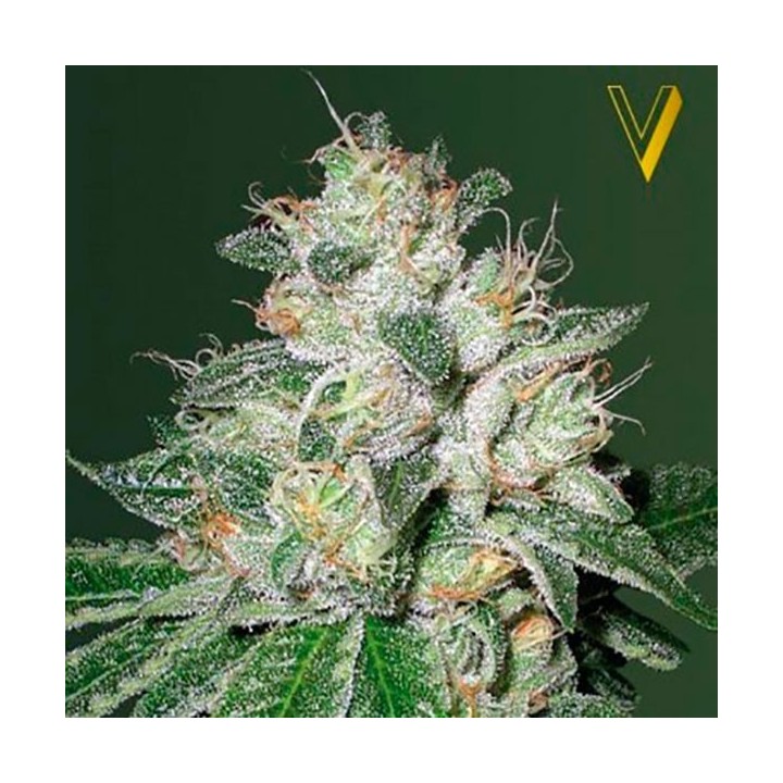 OG Kush Autofloreciente Feminizada de Victory Seeds