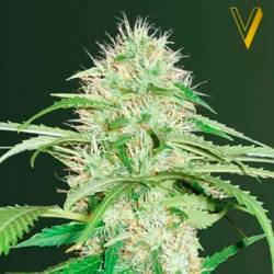 Super Mazar Autofloreciente Feminizada de Victory Seeds