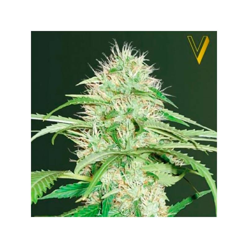 Super Mazar Autofloreciente Feminizada de Victory Seeds