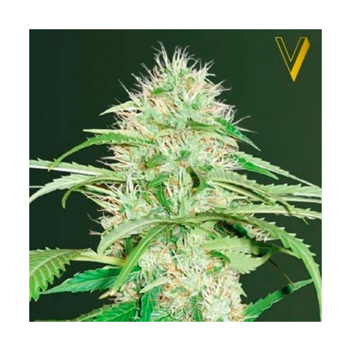 Super Mazar Autofloreciente Feminizada de Victory Seeds
