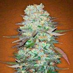 G14 Autofloreciente Feminizada de Fastbuds Seeds