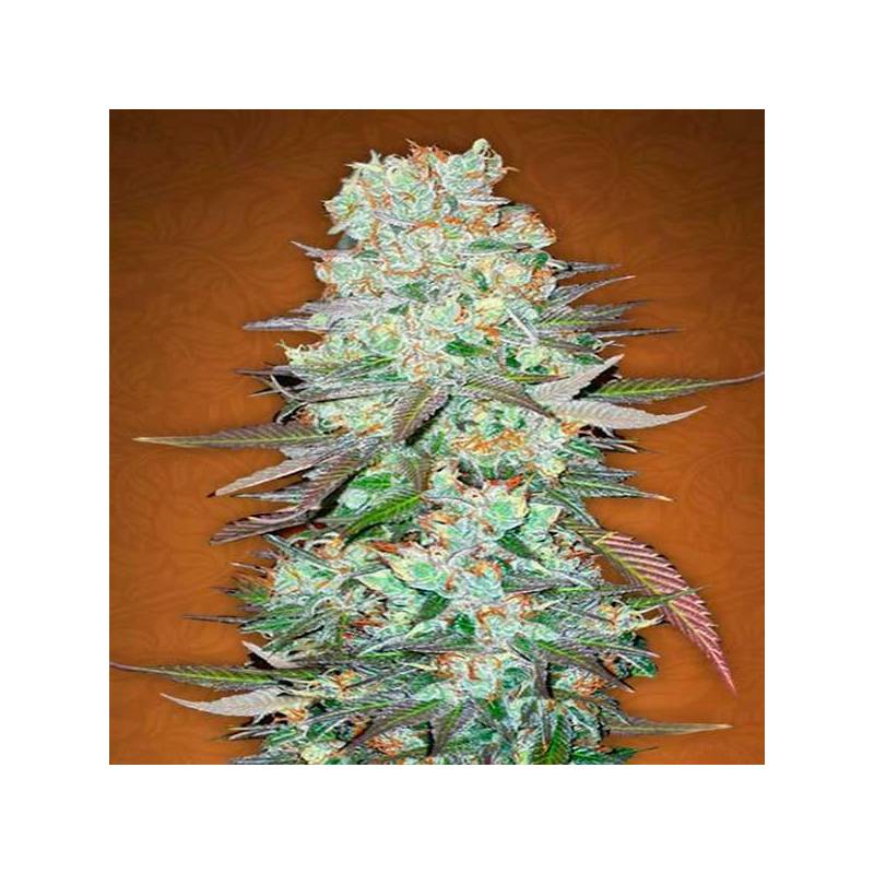 G14 Autofloreciente Feminizada de Fastbuds Seeds