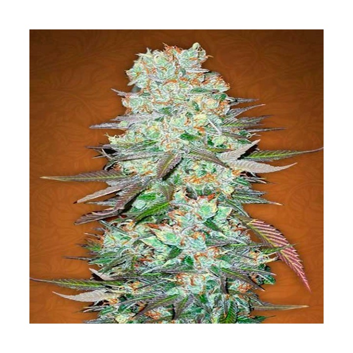 G14 Autofloreciente Feminizada de Fastbuds Seeds