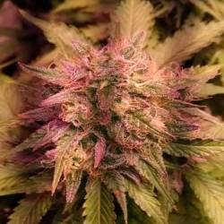 Grapefruit Matic Autofloreciente Feminizada de Fastbuds Seeds