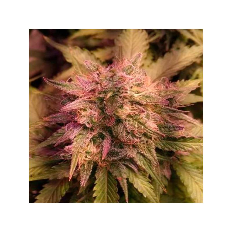 Grapefruit Matic Autofloreciente Feminizada de Fastbuds Seeds