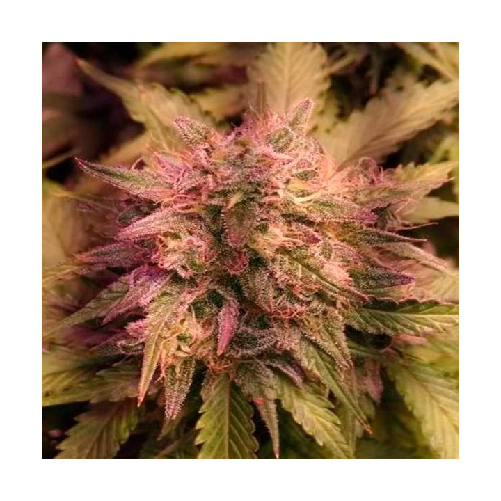 Grapefruit Matic Autofloreciente Feminizada de Fastbuds Seeds