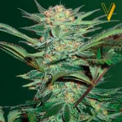 White Widow Autofloreciente Feminizada de Victory Seeds