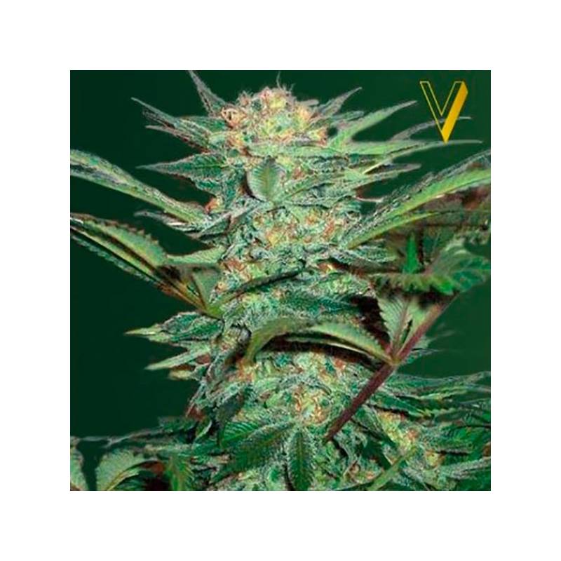 White Widow Autofloreciente Feminizada de Victory Seeds