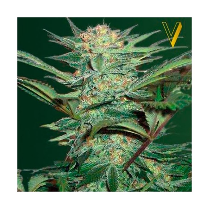 White Widow Autofloreciente Feminizada de Victory Seeds