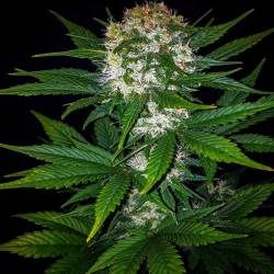 Mexican Airlines Autofloreciente Feminizada de Fastbuds Seeds