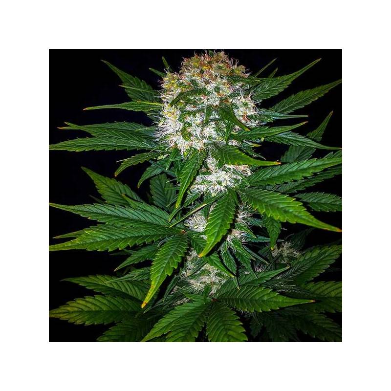 Mexican Airlines Autofloreciente Feminizada, Fastbuds Seeds