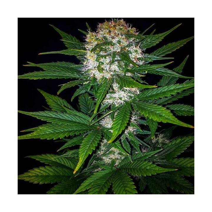 Mexican Airlines Autofloreciente Feminizada de Fastbuds Seeds