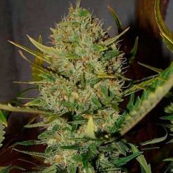 Pineapple Express Autofloreciente Feminizada de Fastbuds Seeds