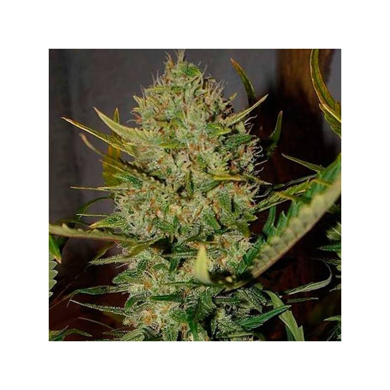 Pineapple Express Autofloreciente Feminizada de Fastbuds Seeds