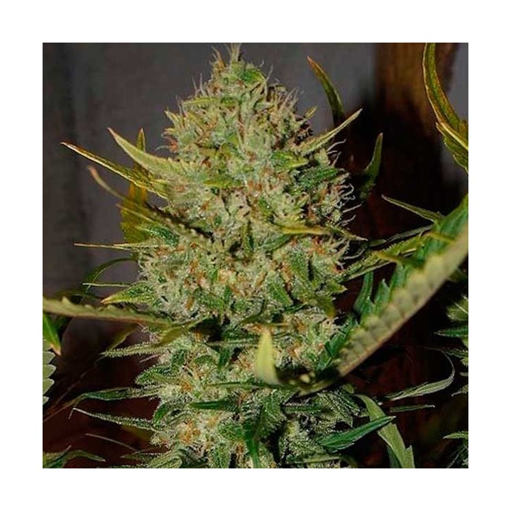 Pineapple Express Autofloreciente Feminizada de Fastbuds Seeds