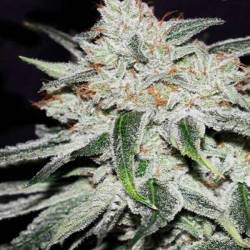 Rhino Ryder Autofloreciente Feminizada de Fastbuds Seeds