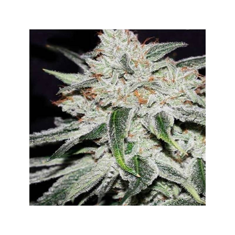 Rhino Ryder Autofloreciente Feminizada de Fastbuds Seeds