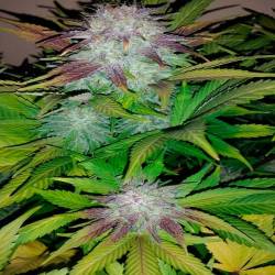 Six Shooter Autofloreciente Feminizada de Fastbuds Seeds