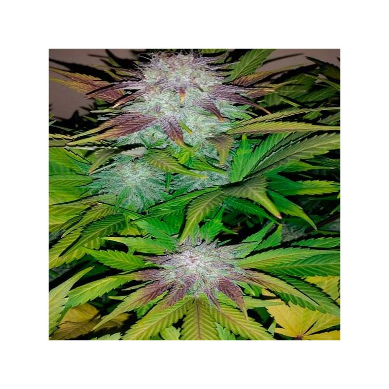 Six Shooter Autofloreciente Feminizada de Fastbuds Seeds