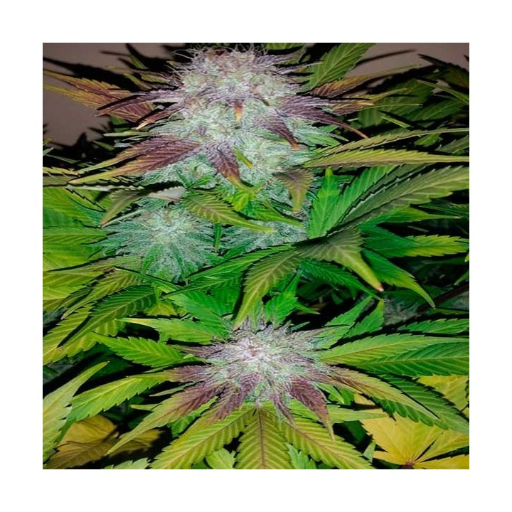 Six Shooter Autofloreciente Feminizada de Fastbuds Seeds