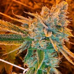 West Coast Og Autofloreciente Feminizada de Fastbuds Seeds