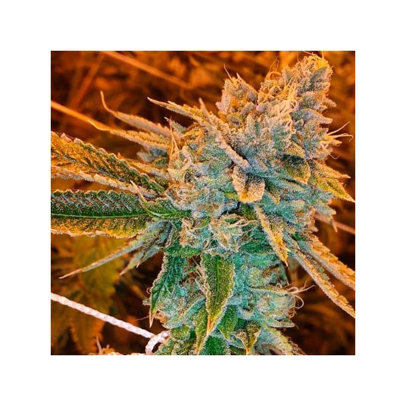 West Coast Og Autofloreciente Feminizada de Fastbuds Seeds