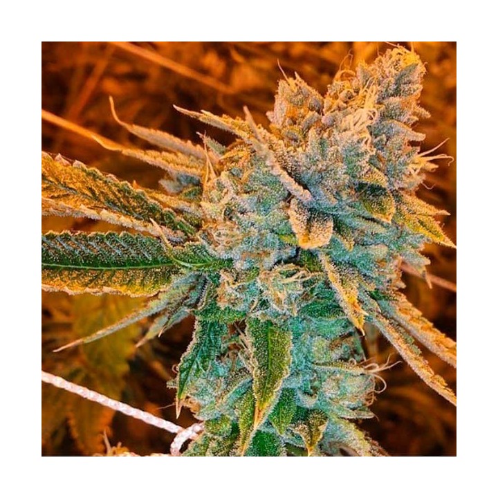 West Coast Og Autofloreciente Feminizada de Fastbuds Seeds