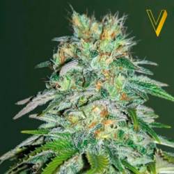 Parmesan Feminizada de Victory Seeds