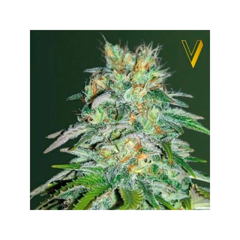 Parmesan Feminizada de Victory Seeds